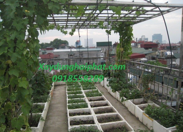 chong-tham-san-mai-cu-chong-tham-cho-san-thuong-trong-rau-2
