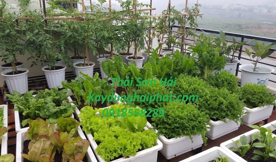tho-chong-tham-mai-be-tong-chong-tham-san-thuong-trong-cay-o-hn-1